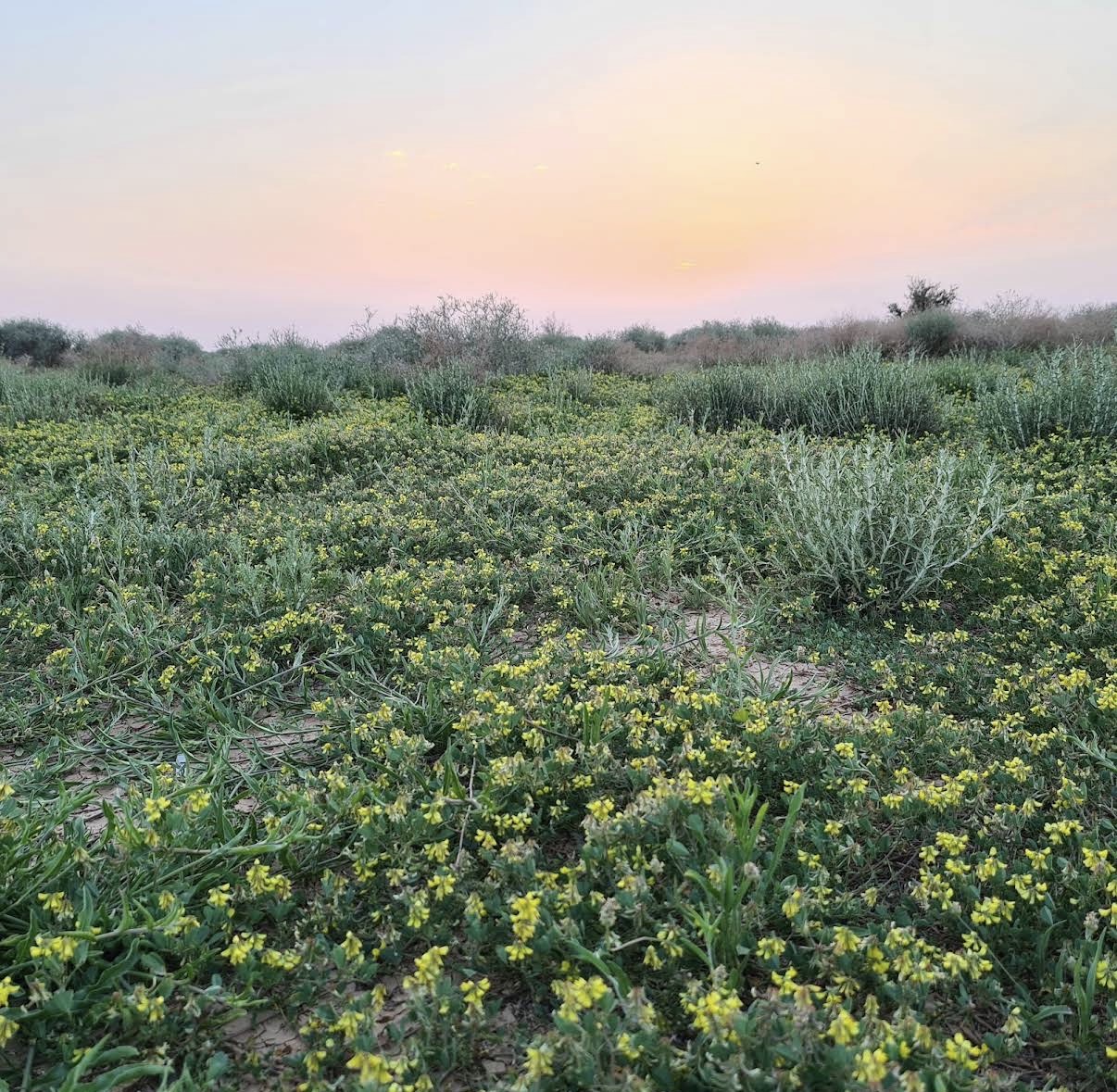 صورة المعلم